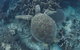 Swim With Whale Sharks- The Largest Fish In The World! - thumb 10