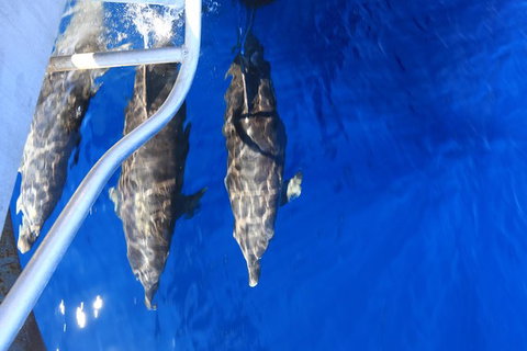 Swim With Whale Sharks- The Largest Fish In The World! - Australia Accommodation 39