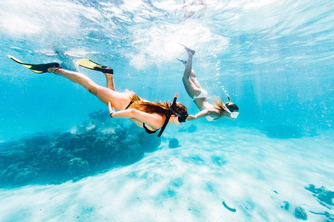 Swim With Whale Sharks- The Largest Fish In The World! - Australia Accommodation 21