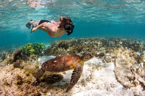 Swim With Whale Sharks- The Largest Fish In The World! - Australia Accommodation 25