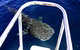 Swim With Whale Sharks- The Largest Fish In The World! - thumb 16