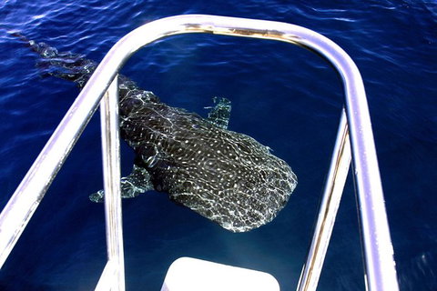 Swim With Whale Sharks- The Largest Fish In The World! - Australia Accommodation 16