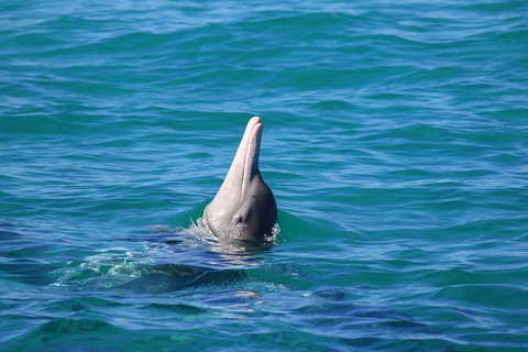 Swim With Whale Sharks- The Largest Fish In The World! - Australia Accommodation 24