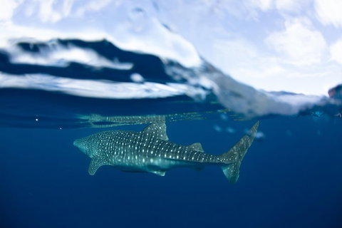 Swim With Whale Sharks- The Largest Fish In The World! - Australia Accommodation 17