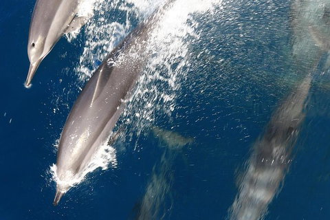 Swim With Whale Sharks- The Largest Fish In The World! - Australia Accommodation 13
