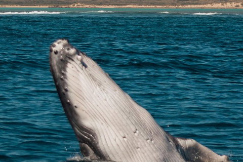 Swim With Whale Sharks- The Largest Fish In The World! - Australia Accommodation 18
