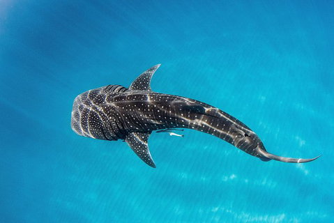 Swim With Whale Sharks- The Largest Fish In The World! - Australia Accommodation 30