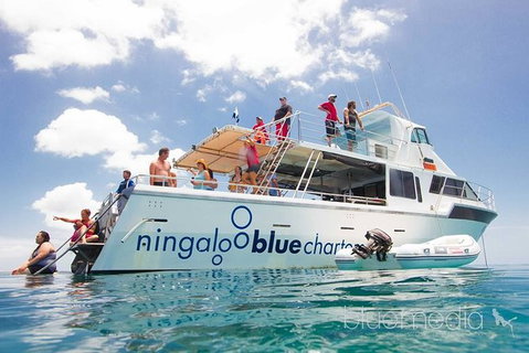 Swim With Whale Sharks- The Largest Fish In The World! - Australia Accommodation 42