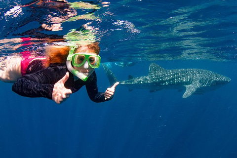 Swim With Whale Sharks- The Largest Fish In The World! - Australia Accommodation 2