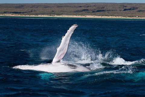 Swim With Whale Sharks- The Largest Fish In The World! - Australia Accommodation 5