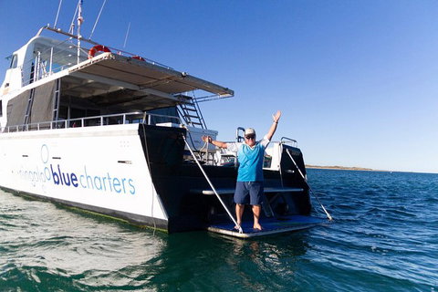 Swim With Whale Sharks- The Largest Fish In The World! - Australia Accommodation 41