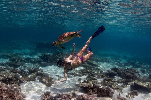 Swim With Whale Sharks- The Largest Fish In The World! - Australia Accommodation 11