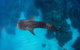 Swim With Whale Sharks- The Largest Fish In The World! - thumb 14