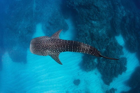 Swim With Whale Sharks- The Largest Fish In The World! - Australia Accommodation 14
