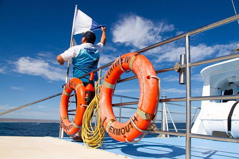 Swim With Whale Sharks- The Largest Fish In The World! - Australia Accommodation 33