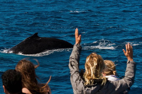 Swim With Whale Sharks- The Largest Fish In The World! - Australia Accommodation 32