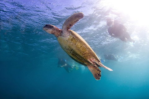Swim With Whale Sharks- The Largest Fish In The World! - Australia Accommodation 27