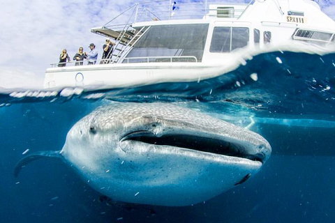 Swim With Whale Sharks- The Largest Fish In The World! - Australia Accommodation 34