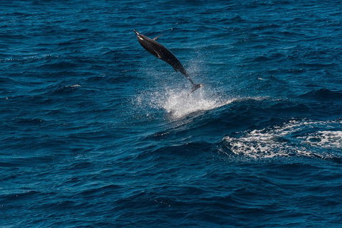 Swim With Whale Sharks- The Largest Fish In The World! - Australia Accommodation 31