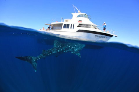 Swim With Whale Sharks- The Largest Fish In The World! - Australia Accommodation 26