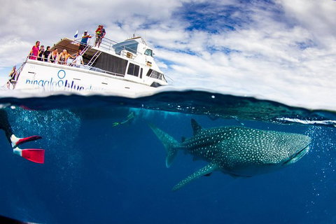 Swim With Whale Sharks- The Largest Fish In The World! - Australia Accommodation 35