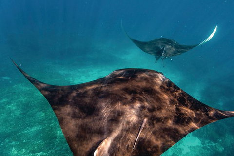 7-Day Exmouth Explorer Via Pinnacles Monkey Mia Ningaloo Reef Returning To Perth - Australia Accommodation 8