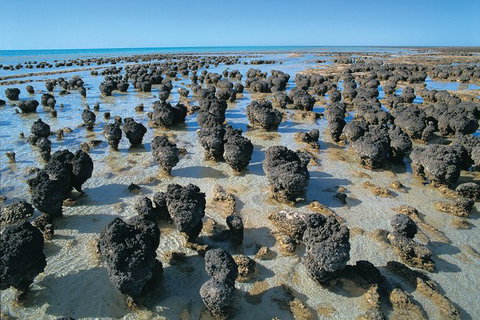 7-Day Exmouth Explorer Via Pinnacles Monkey Mia Ningaloo Reef Returning To Perth - Australia Accommodation 9