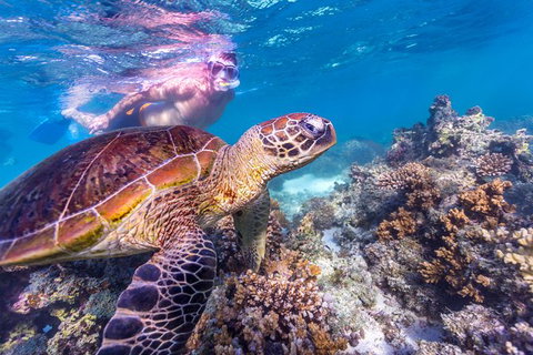 7-Day Exmouth Explorer Via Pinnacles Monkey Mia Ningaloo Reef Returning To Perth - Australia Accommodation 11