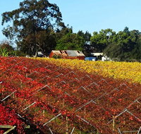 Swan Valley Wine Time Private Day Tour - Australia Accommodation