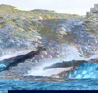 Jet Boat Whale Watching Safari from Dunsborough - Australia Accommodation