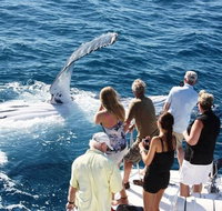 Half-Day Whale Watching Sunset Cruise from Broome - Australia Accommodation