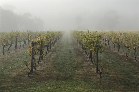 2-Day Yarra Valley Wine Tour With Luxury Vineyard Resort Stay - Australia Accommodation 11