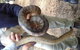 Puffing Billy Steam Train & Healesville Wildlife Sanctuary Tour From Melbourne - thumb 6