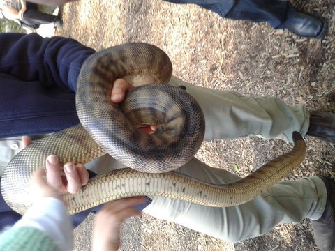 Puffing Billy Steam Train & Healesville Wildlife Sanctuary Tour From Melbourne - Australia Accommodation 6