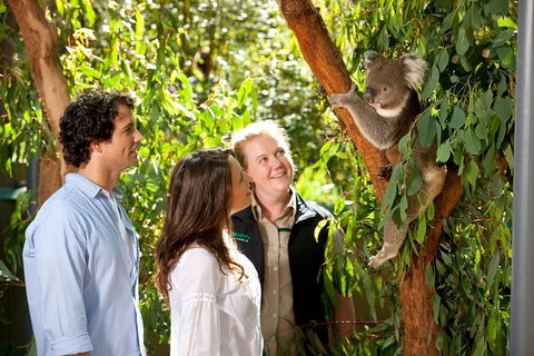 Puffing Billy Steam Train & Healesville Wildlife Sanctuary Tour From Melbourne - Australia Accommodation 14