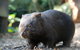 Puffing Billy Steam Train & Healesville Wildlife Sanctuary Tour From Melbourne - thumb 20