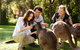 Puffing Billy Steam Train & Healesville Wildlife Sanctuary Tour From Melbourne - thumb 15
