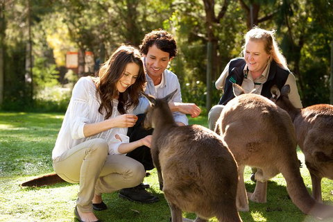 Puffing Billy Steam Train & Healesville Wildlife Sanctuary Tour From Melbourne - Australia Accommodation 15