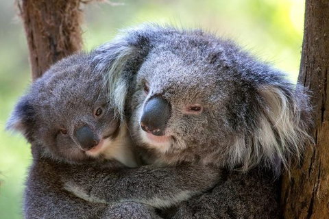 Puffing Billy Steam Train & Healesville Wildlife Sanctuary Tour From Melbourne - Australia Accommodation 18