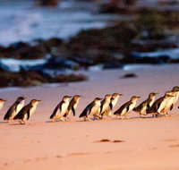 Phillip Island Penguin Parade Entry and Express Shuttle from Melbourne - Australia Accommodation
