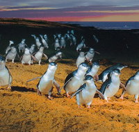 Phillip Island Tour from Melbourne - Australia Accommodation