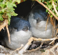 Phillip Island Penguin Parade Evening Tour - Australia Accommodation