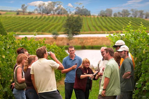Yarra Valley Balloon Flight And Winery Tour - Australia Accommodation 17
