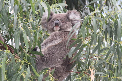 Koalas And Kangaroo In The Wild Tour From Melbourne - Australia Accommodation 9