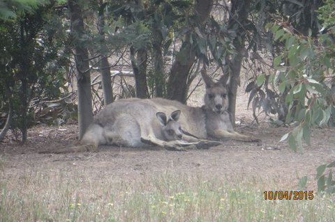 Koalas And Kangaroo In The Wild Tour From Melbourne - Australia Accommodation 14