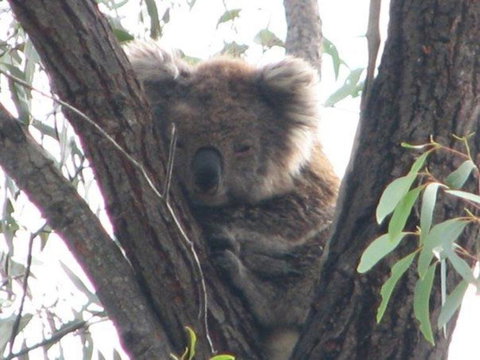 Koalas And Kangaroo In The Wild Tour From Melbourne - Australia Accommodation 22