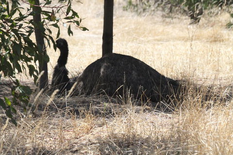 Koalas And Kangaroo In The Wild Tour From Melbourne - Australia Accommodation 8