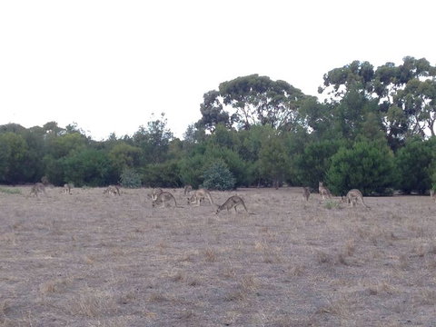 Koalas And Kangaroo In The Wild Tour From Melbourne - Australia Accommodation 11
