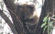 Koalas And Kangaroo In The Wild Tour From Melbourne - thumb 24