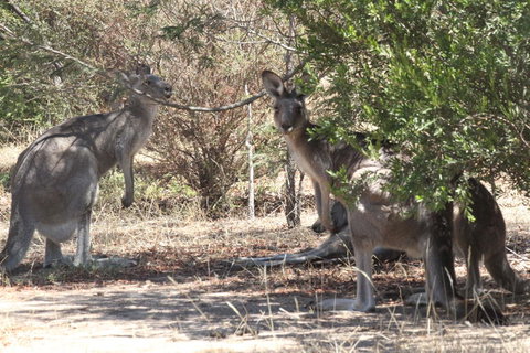 Koalas And Kangaroo In The Wild Tour From Melbourne - Australia Accommodation 6